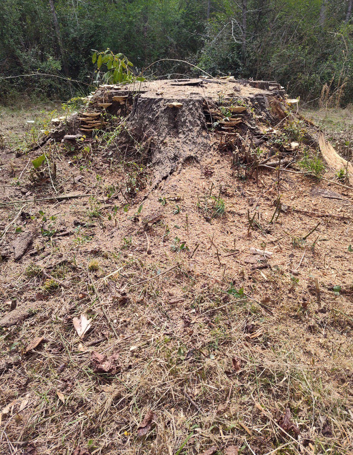 Tree stump covered in fungus and surrounded by dirt and sparse grass in a wooded area.