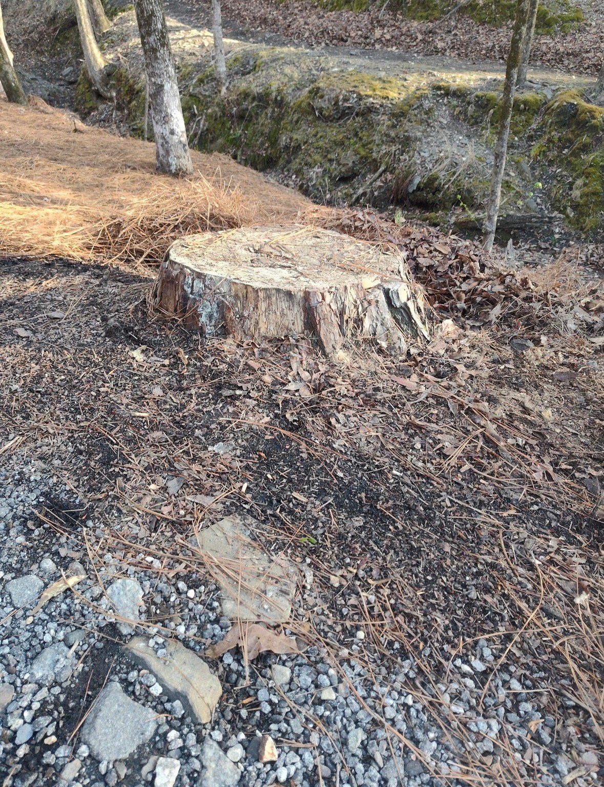 Tree stump in a forest clearing, surrounded by fallen leaves and debris.
