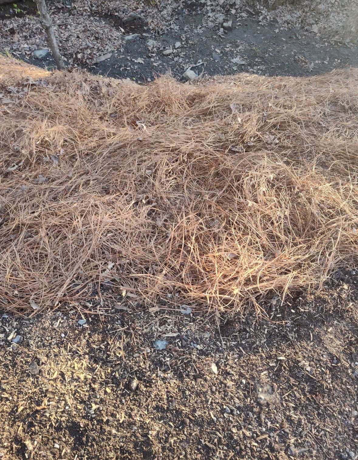 Dried brown tumbleweed on the edge of a rocky hillside.