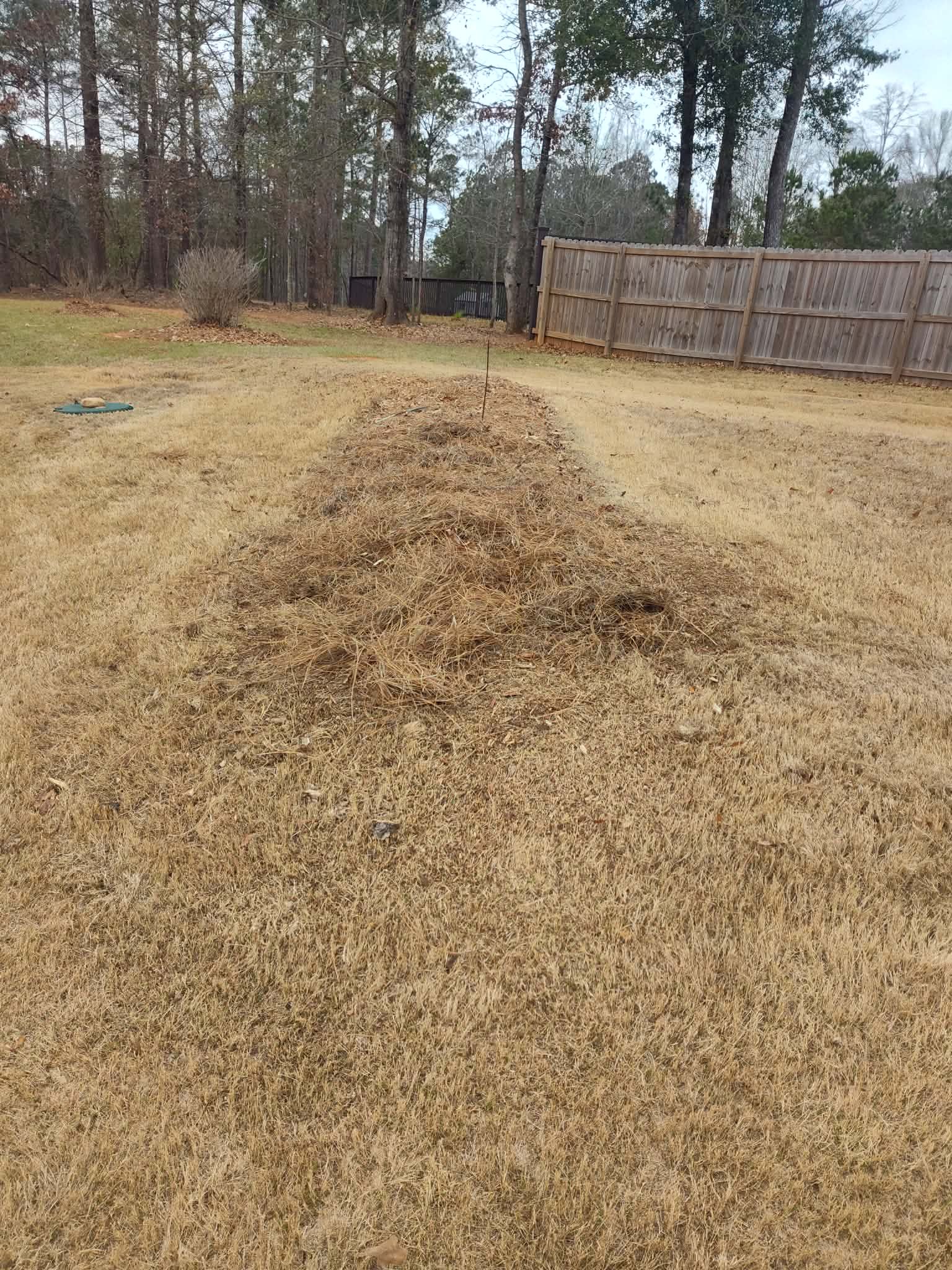 Dry, brown grass with a large pile of leaves in a backyard, brown fence in the background, trees, overcast sky.