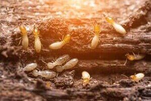 Termites — Pest Control Services in Tallahassee, FL