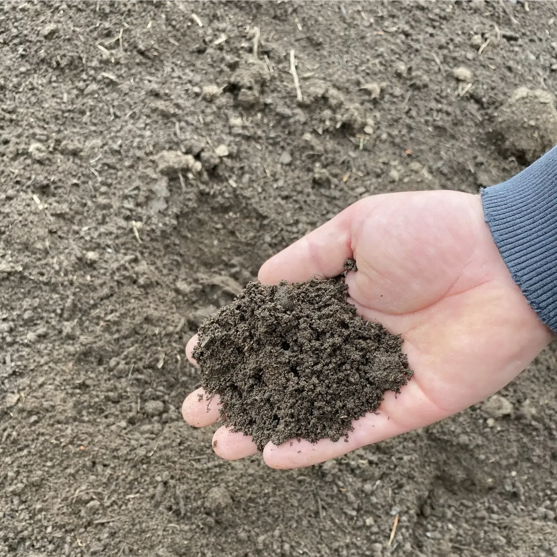 A person is holding a pile of dirt in their hand