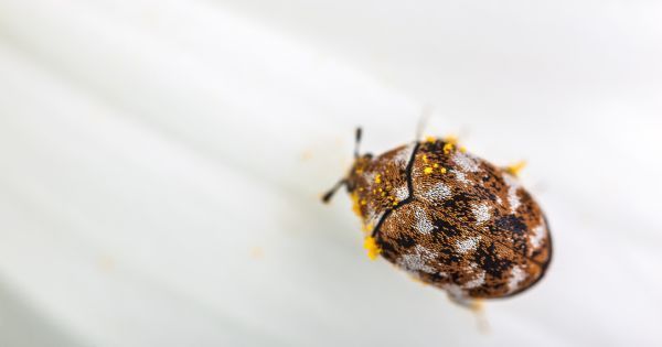 How to Get Rid of Carpet Beetles in Your Home