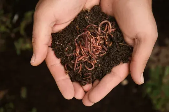 A person is holding a pile of worms in their hands.