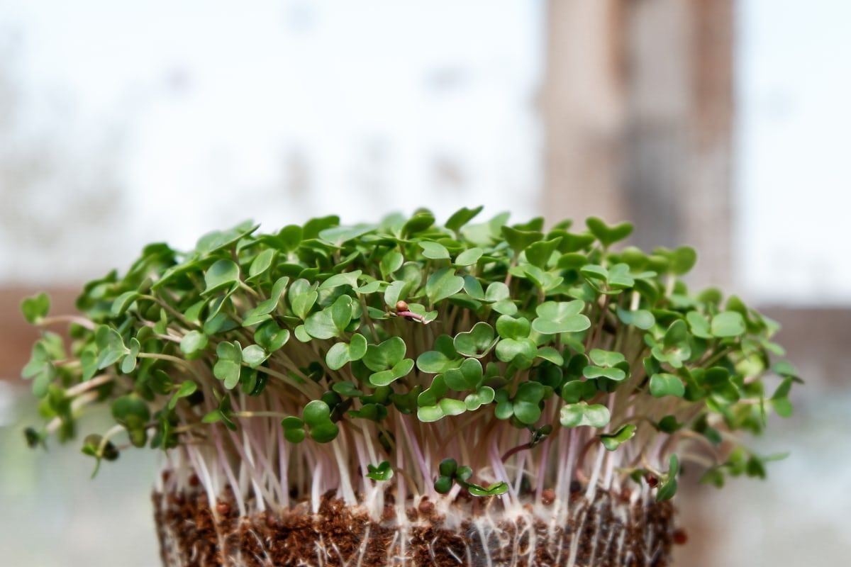 A bunch of green sprouts growing in a pot on a table.