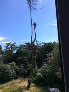 tree cutting in progress
