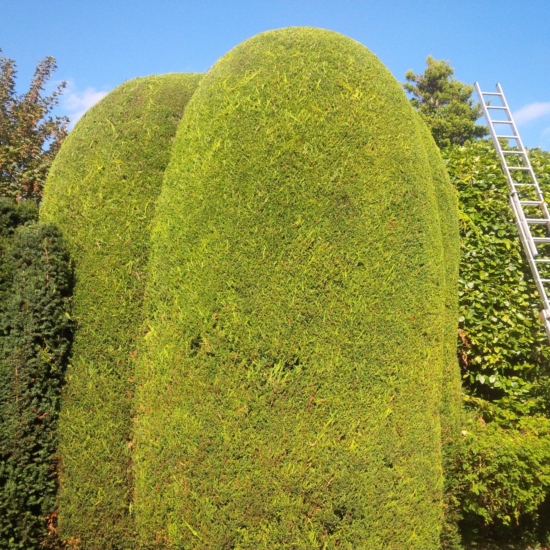 Tree cutting services