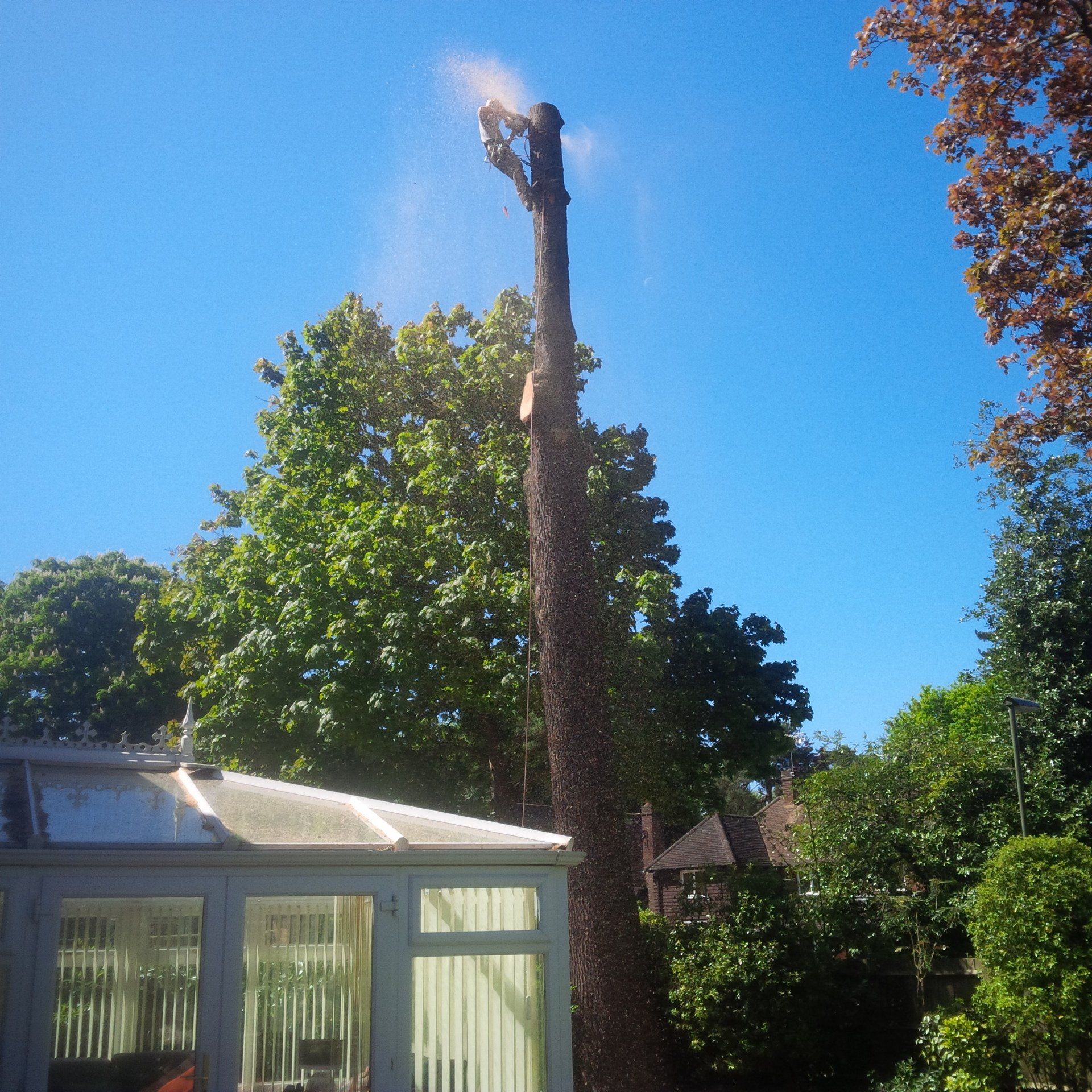 Tree cutting services