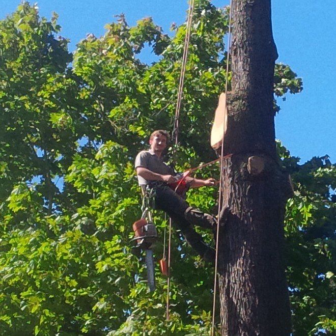 tree surgeon cutting the tree