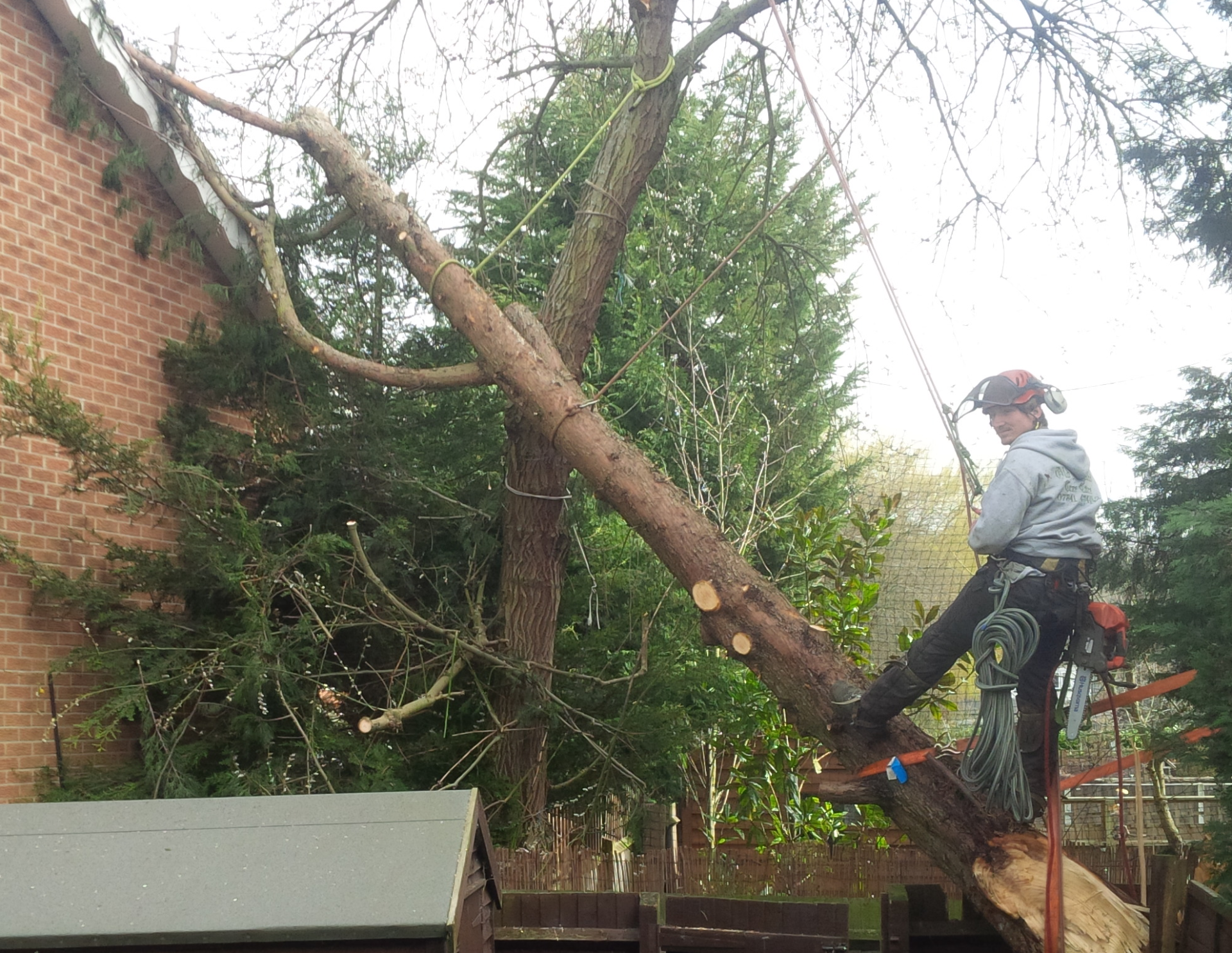 tree cutting in progress