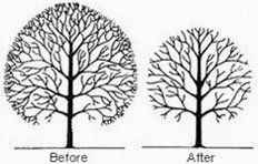 before and after image of trees