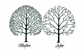 trees design