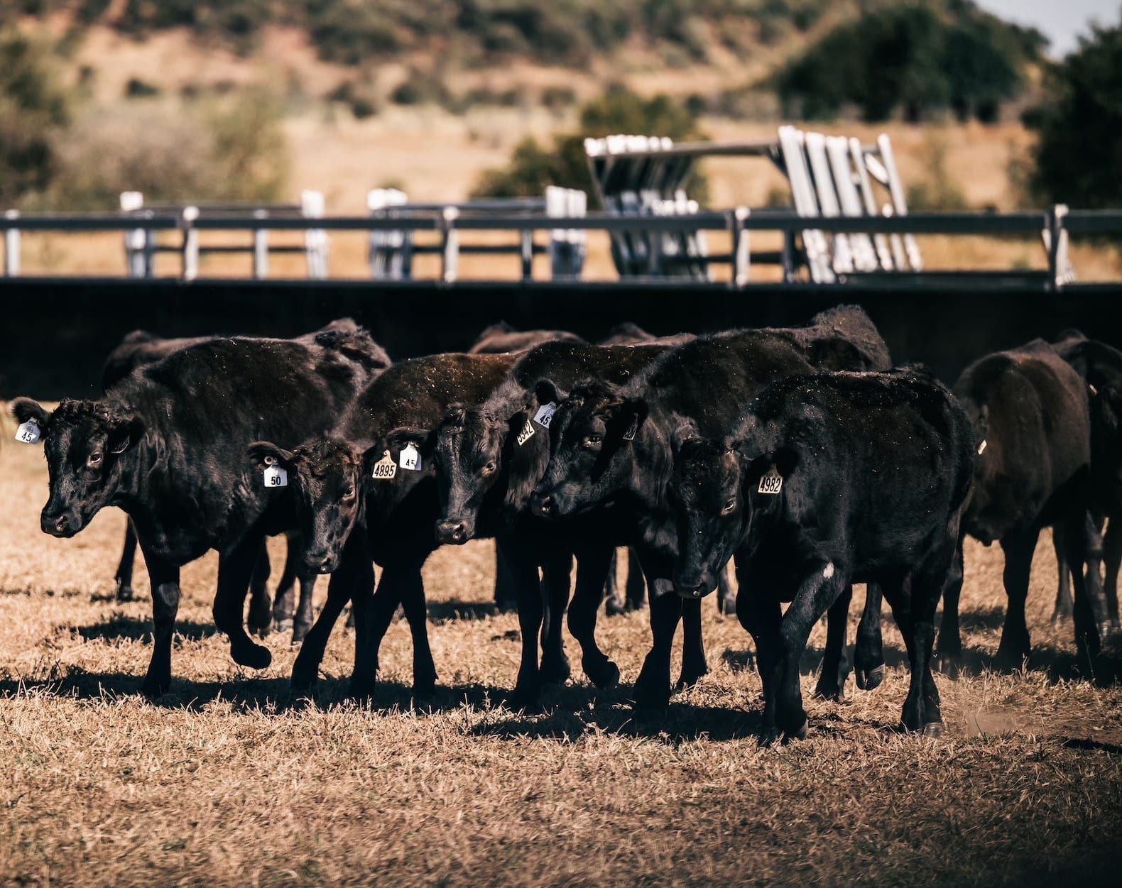 Black cows gathered in a dry field, near a fence and trees.