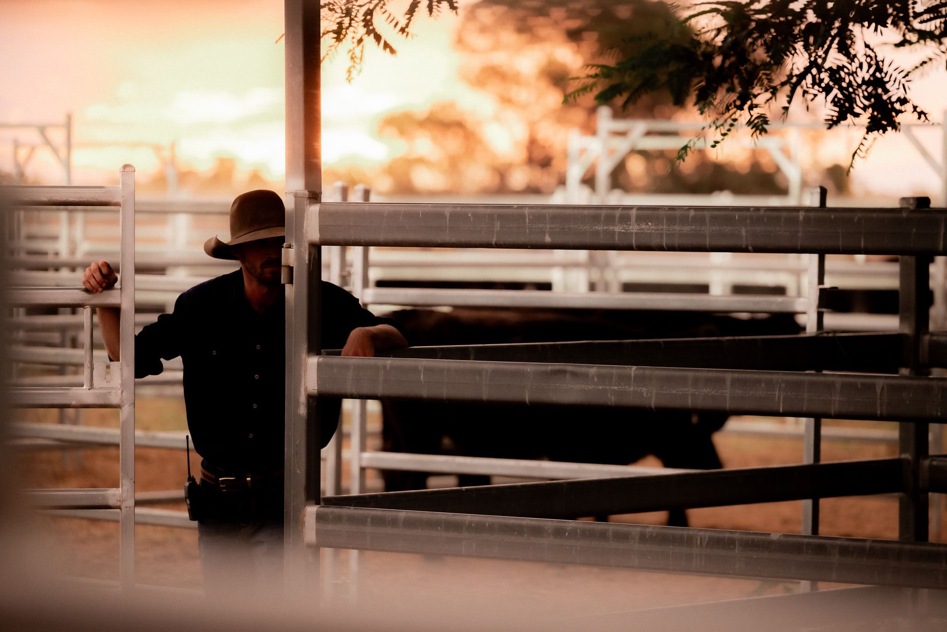 A man in a cowboy hat is standing next to a cow behind a fence.