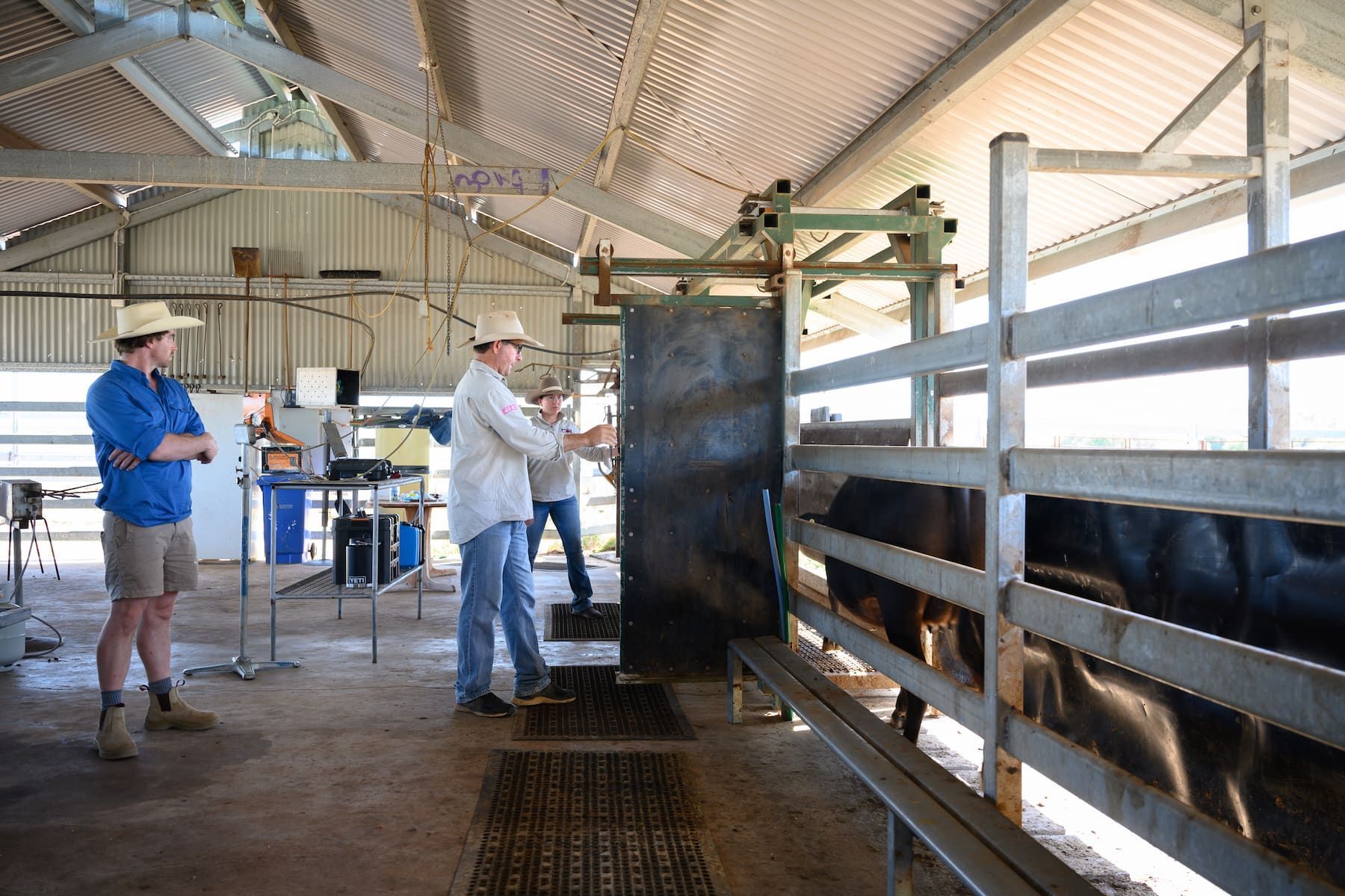 Two men are working on a cow in a barn.