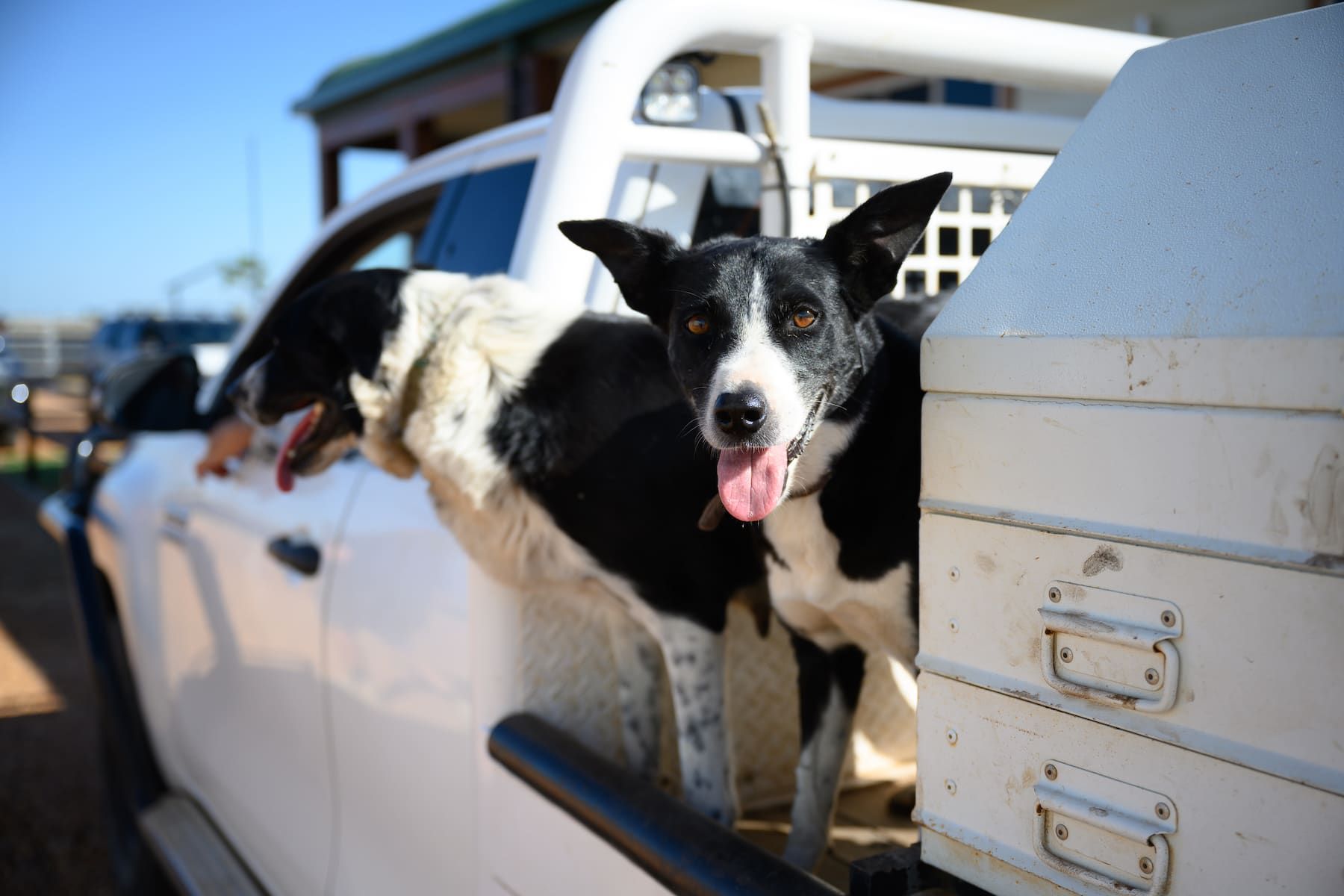Two dogs are sticking their heads out of the back of a truck.
