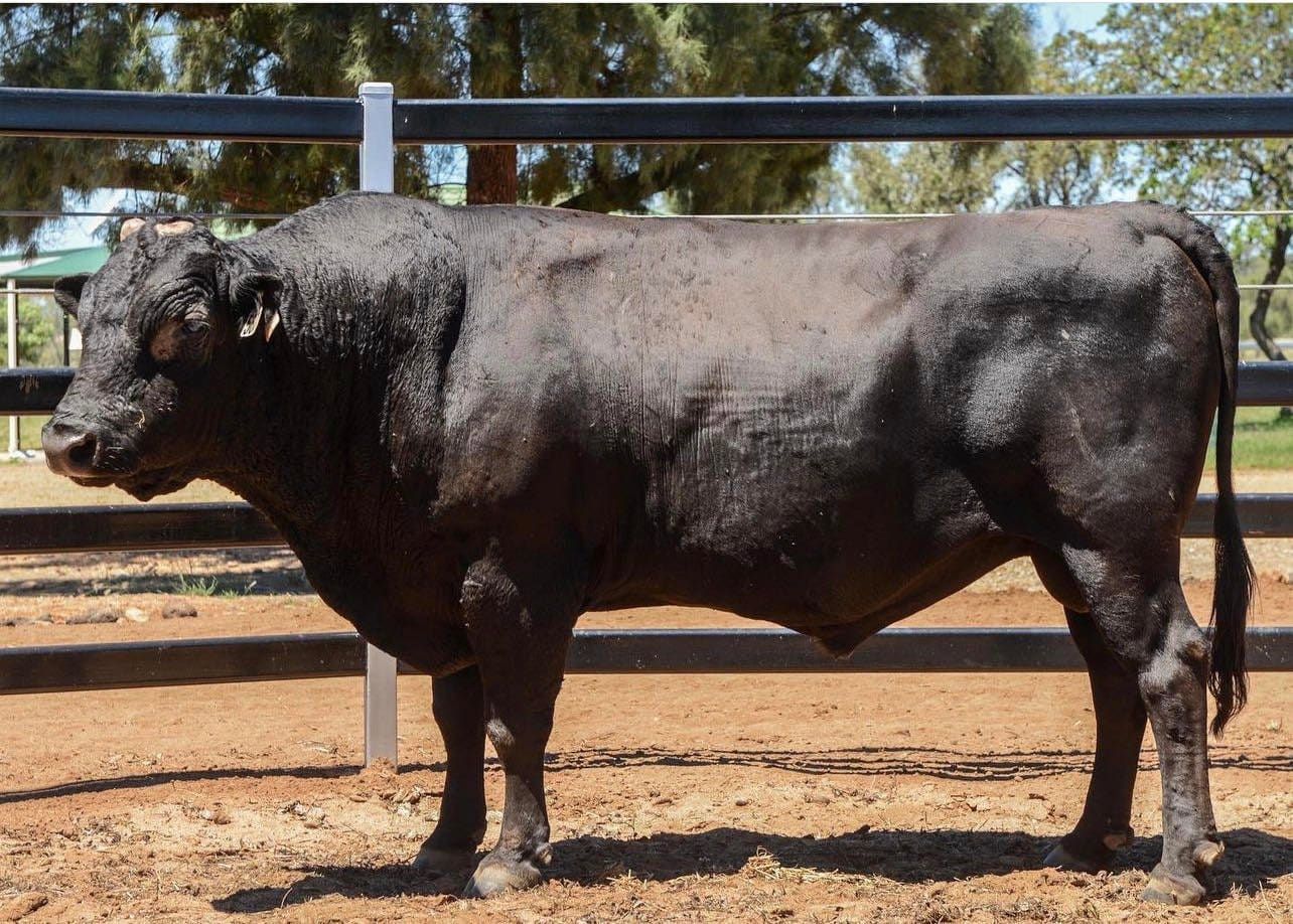 A large black bull standing in a dirt field behind a fence