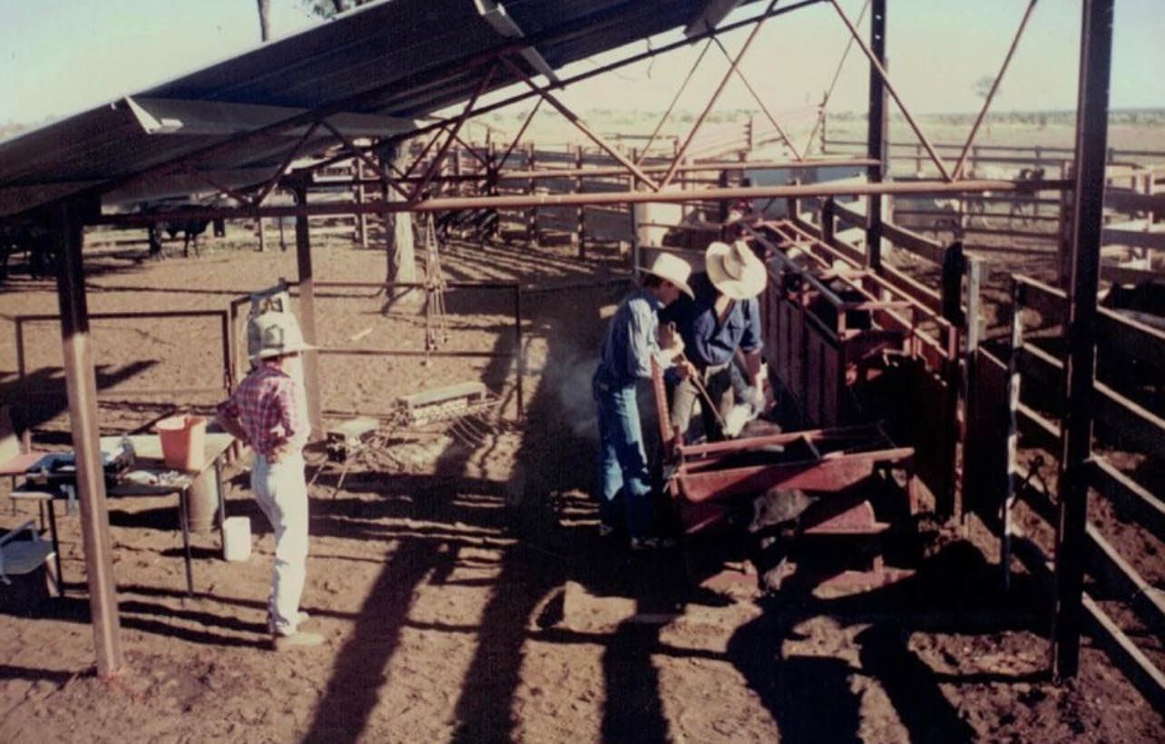 A group of people in cowboy hats are working in a barn