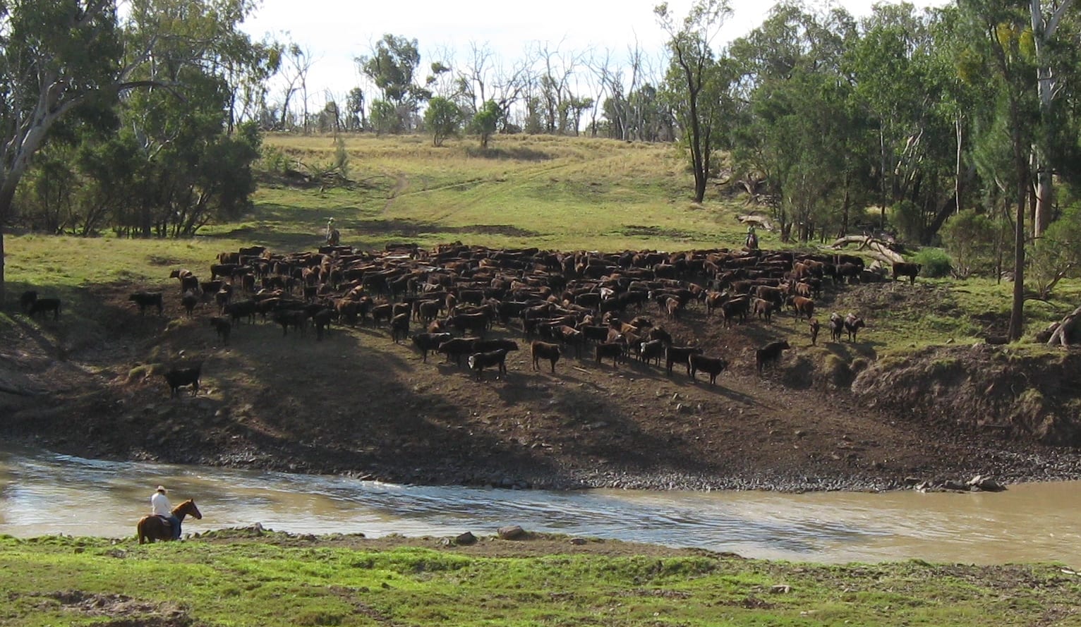 A man riding a horse in front of a herd of cattle