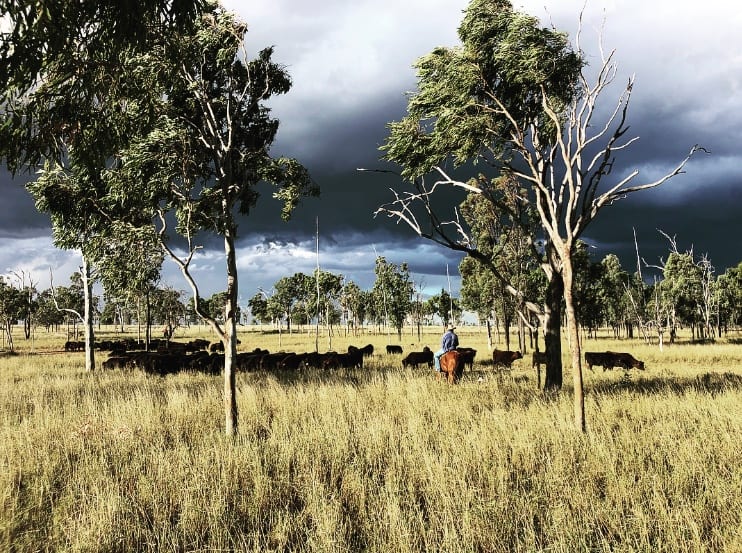 A man riding a horse in a field with cows