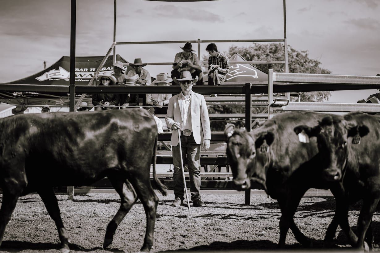 Cattle auction: A man in a hat directs dark cattle in a pen, observers watch from a wooden platform.