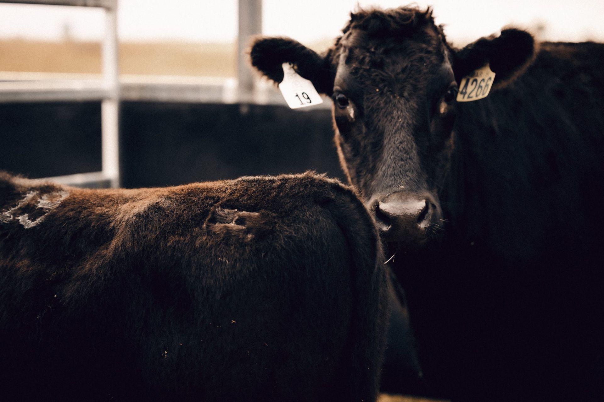 Two black cows with ear tags inside a pen, one looking at the camera.