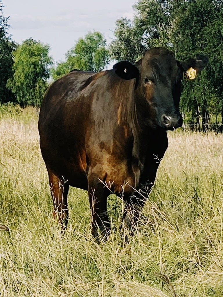 A steer recently sold to Smithfield Feedlot