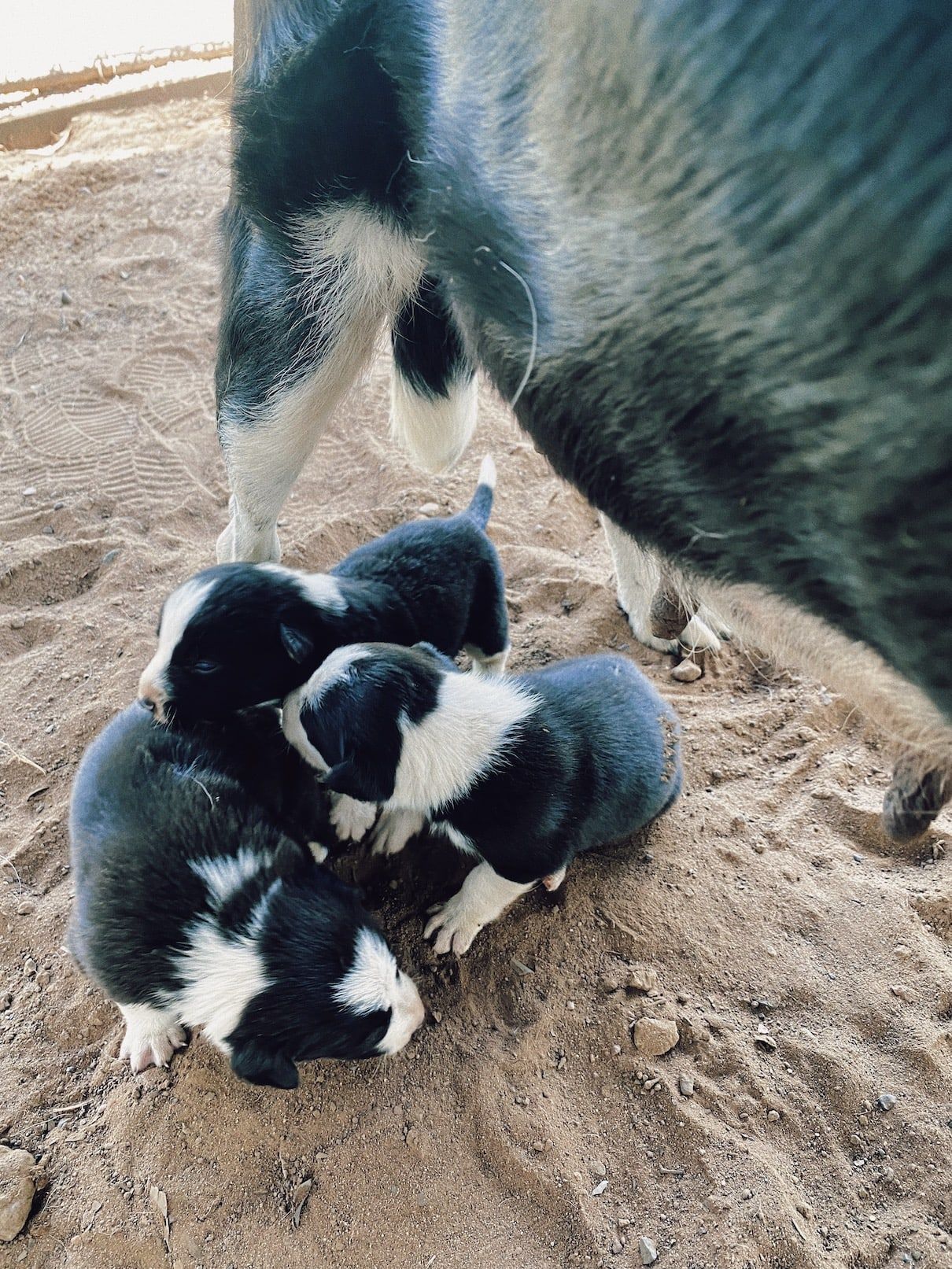 Three up and coming puppies by Riverside Cash- AJ’s best dog from Anvilon Working Dogs