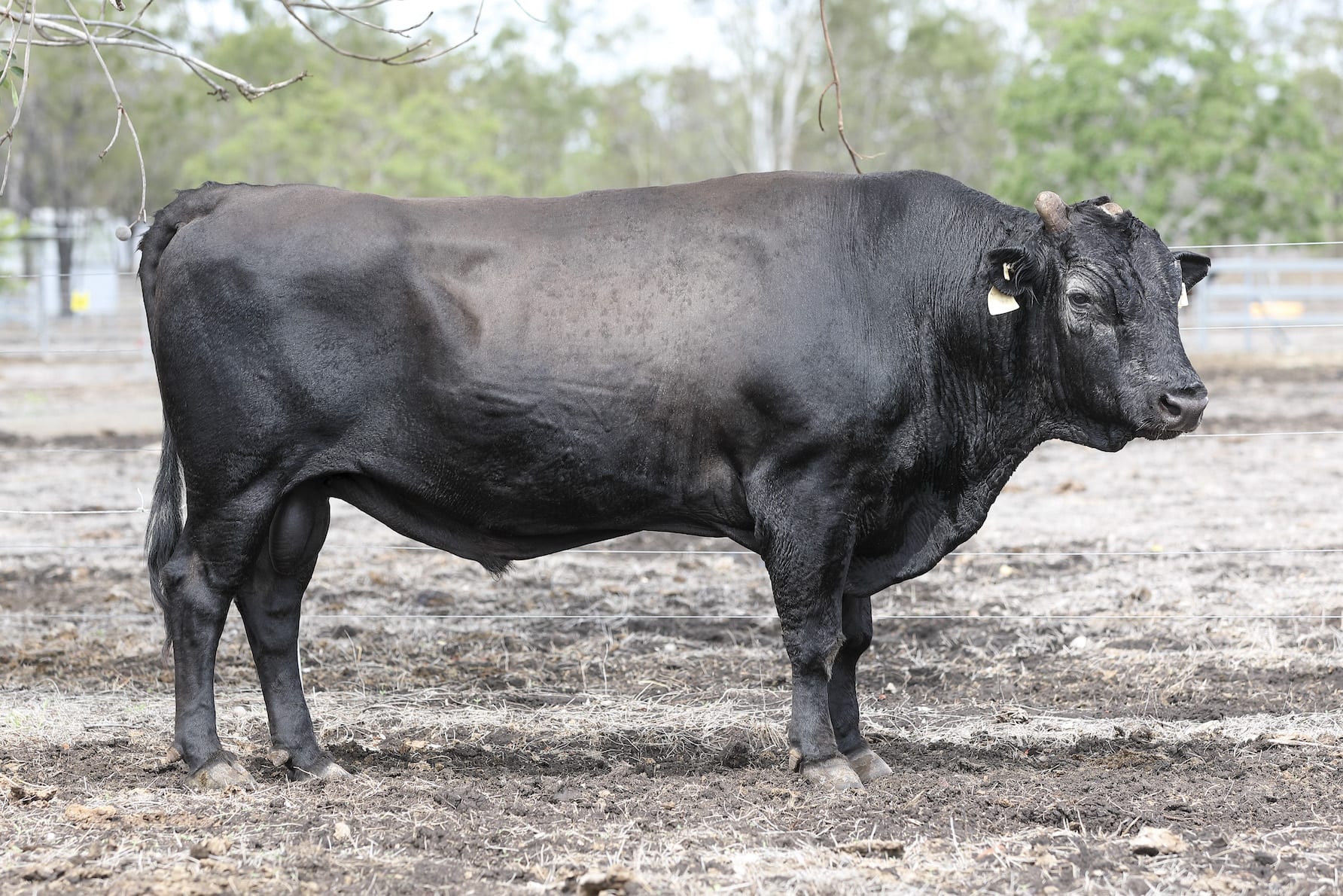 A large black bull is standing in a dirt field