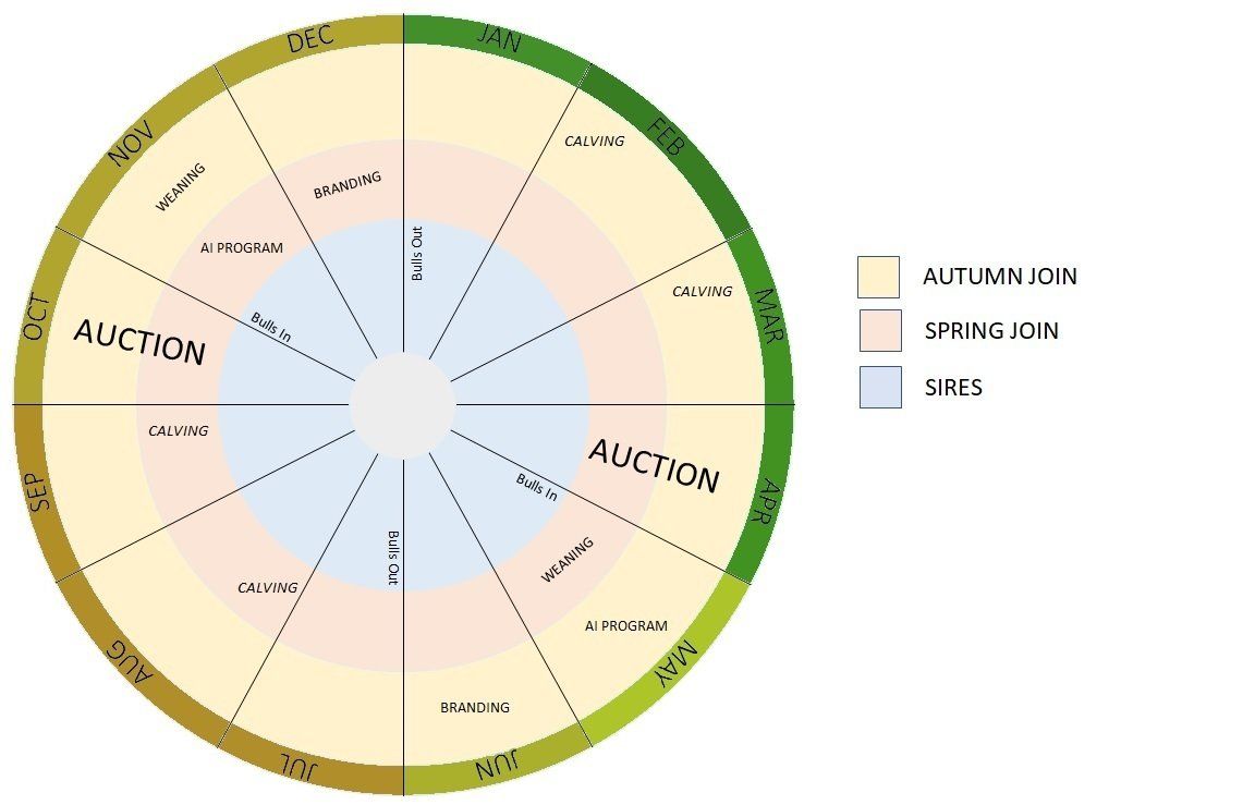 A circle with the word auction on it