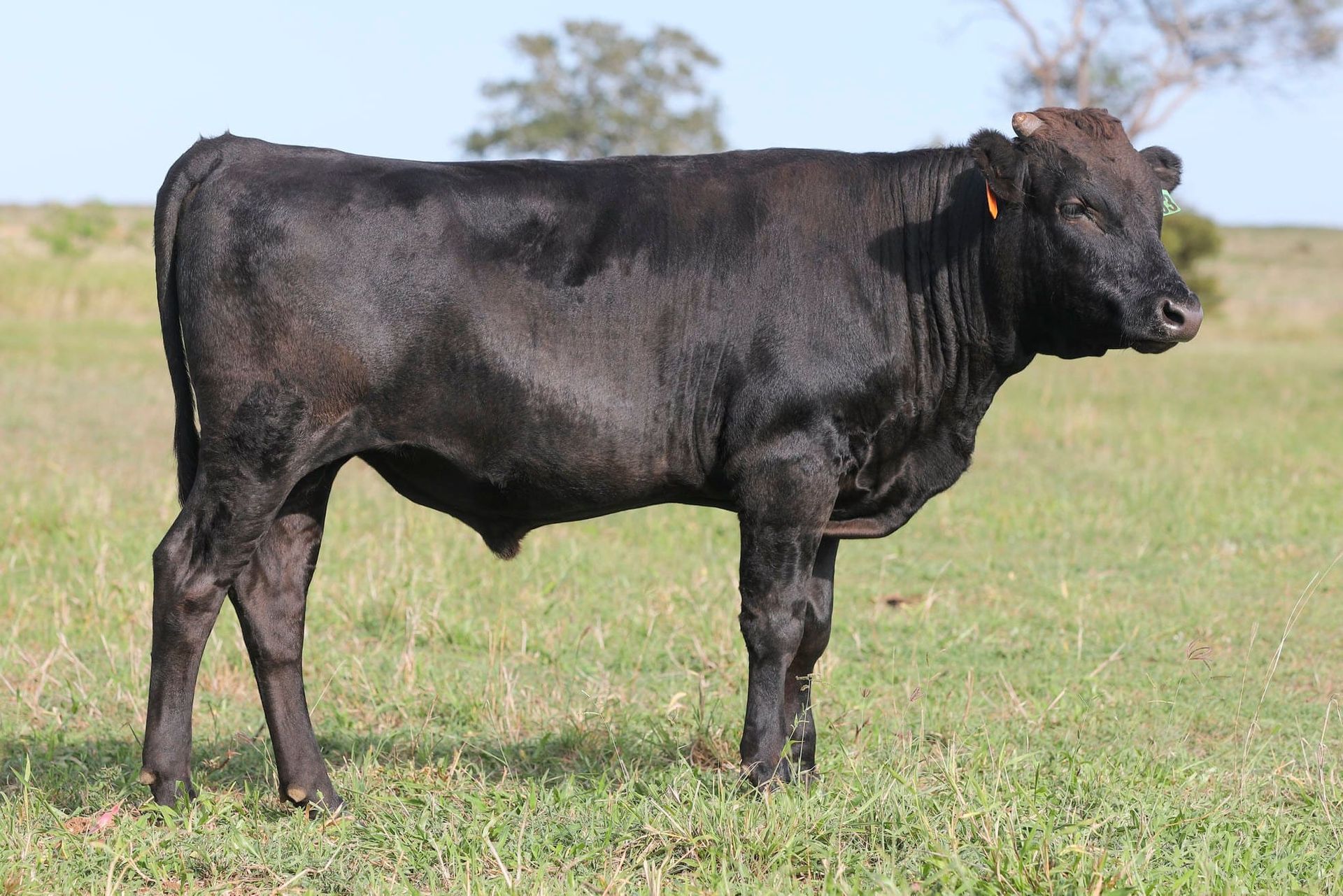 A black cow is standing in a grassy field