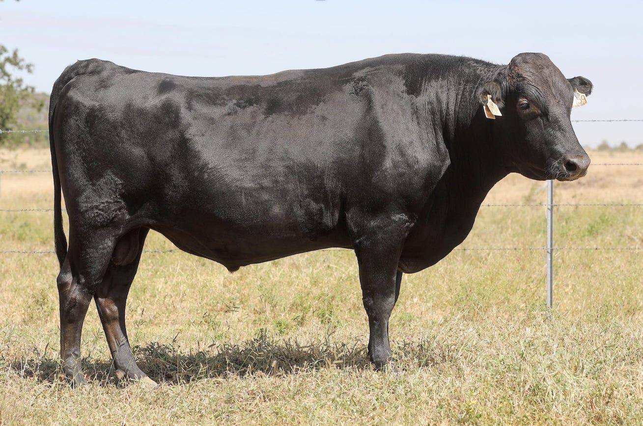 Black Angus bull standing in a grassy field, looking right.
