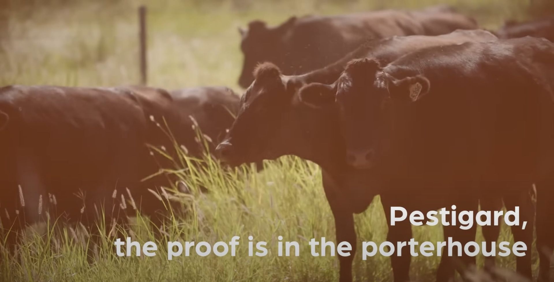 Cattle grazing in a field. The text reads 