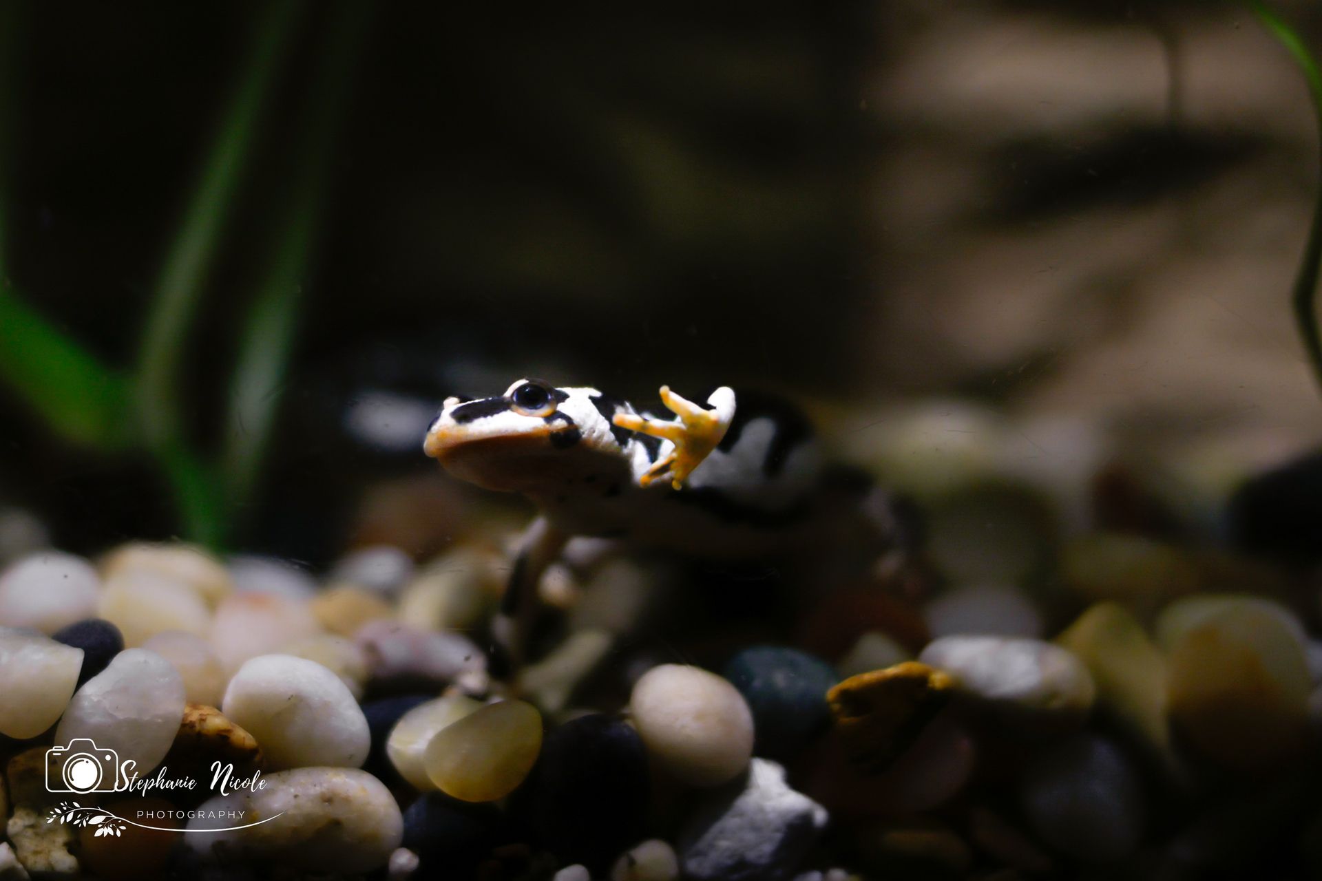 A small, black-and-white frog with a yellow hand rests on colorful river stones in a dark environment.