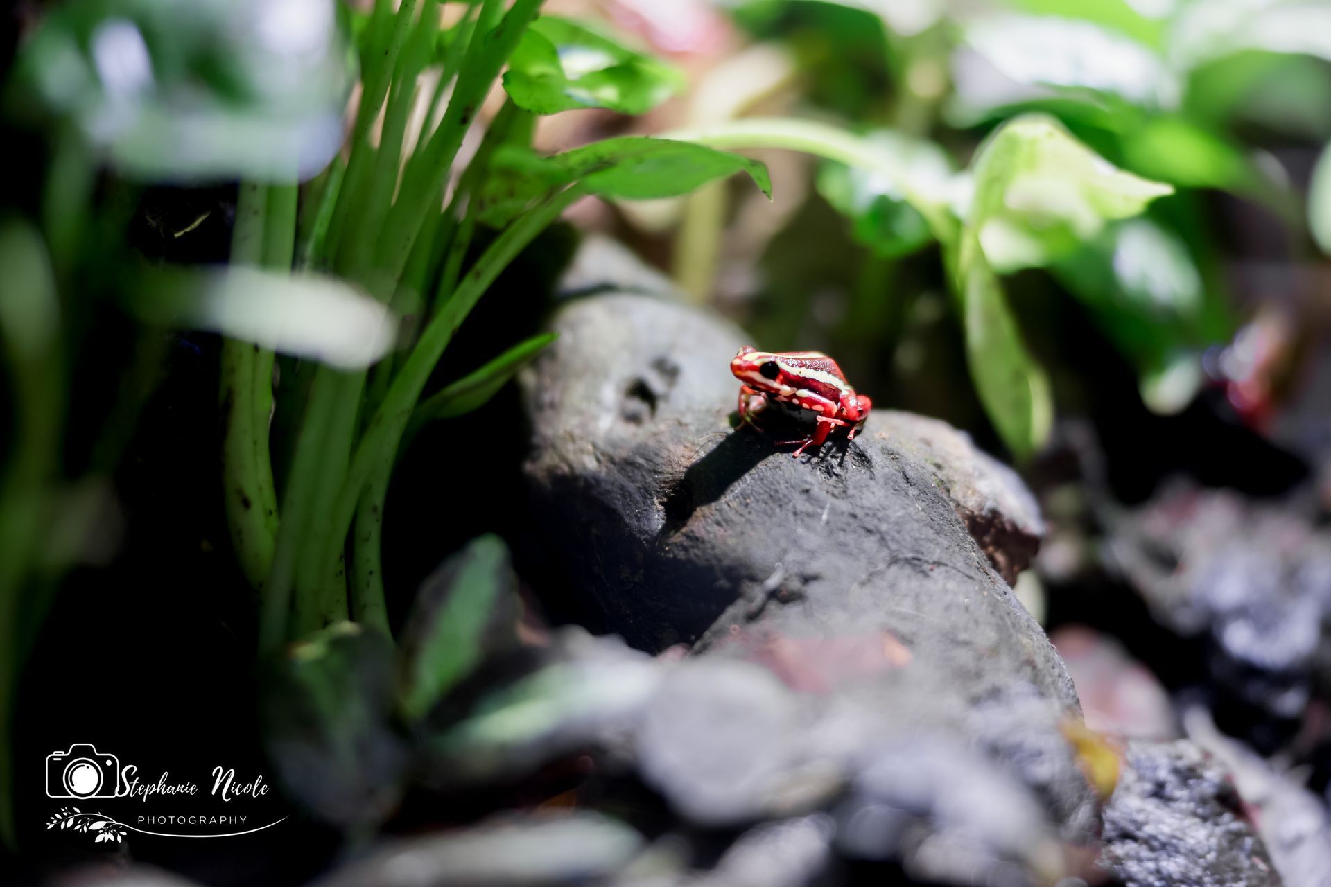 A small, vibrant red frog with white stripes sits perched on a dark, textured rock surrounded by lush green foliage.