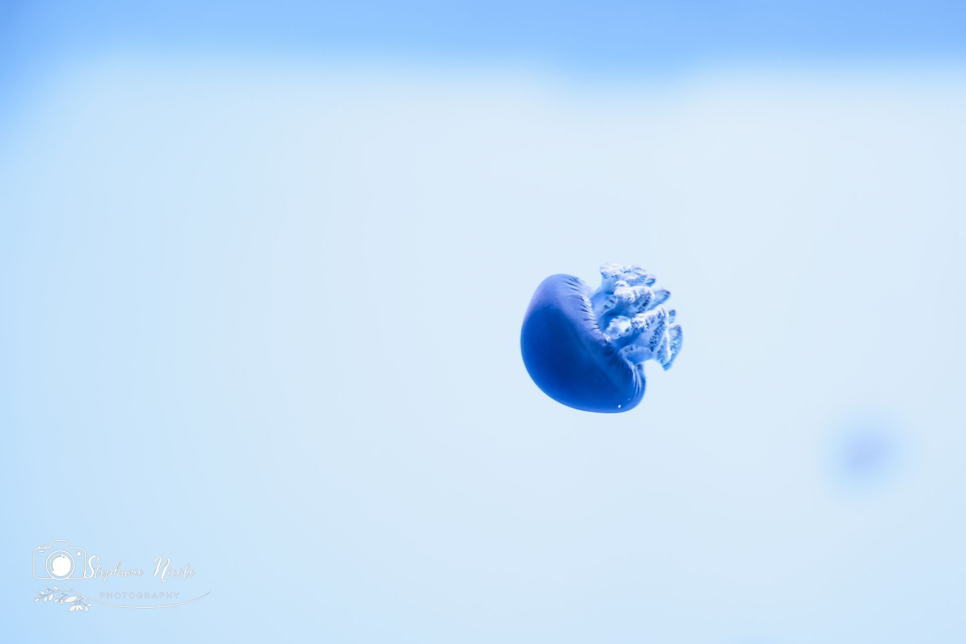 A solitary blue jellyfish drifts through a clear, light blue background.