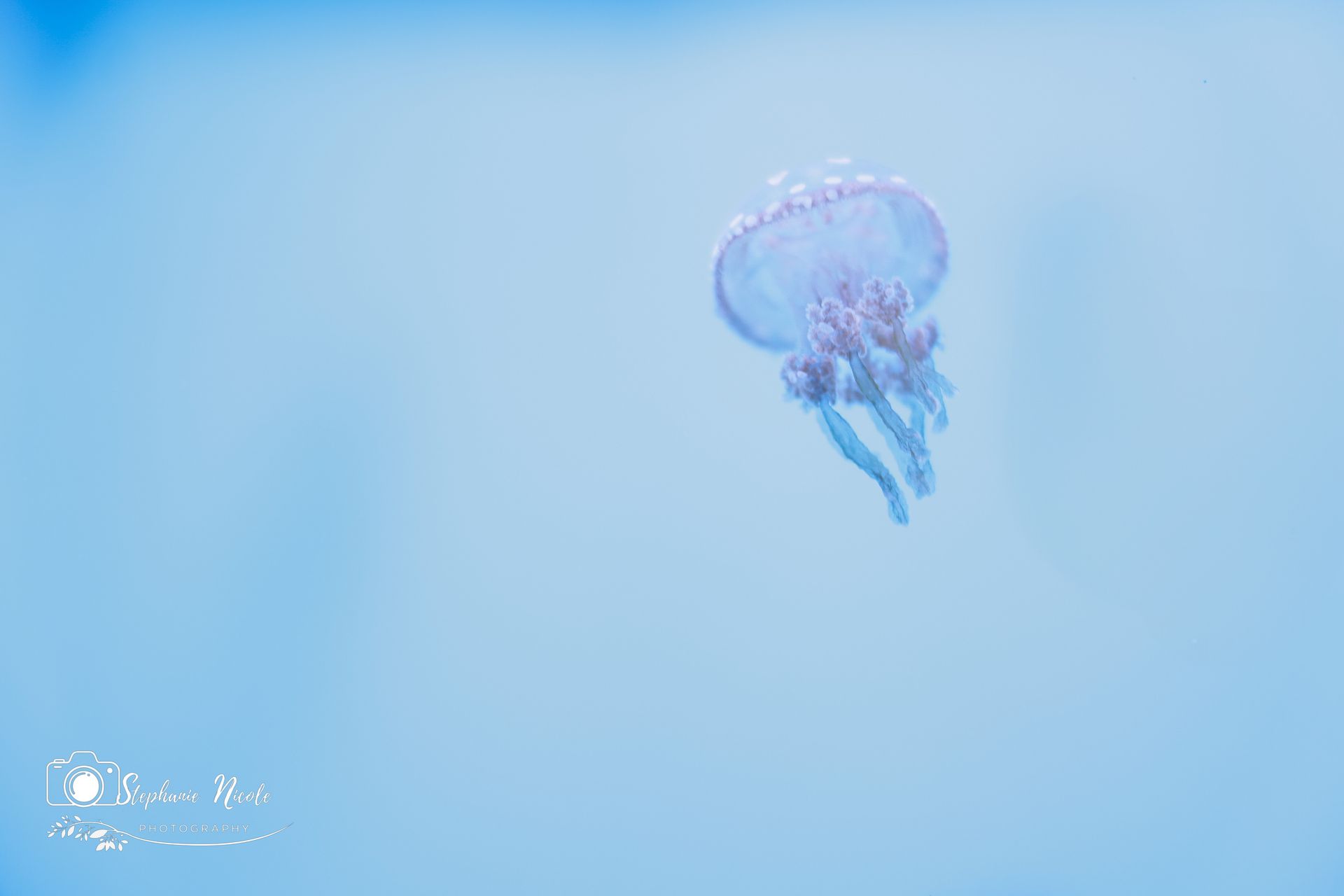 A translucent, pale blue jellyfish with delicate, dangling tentacles floats in clear, light blue water.