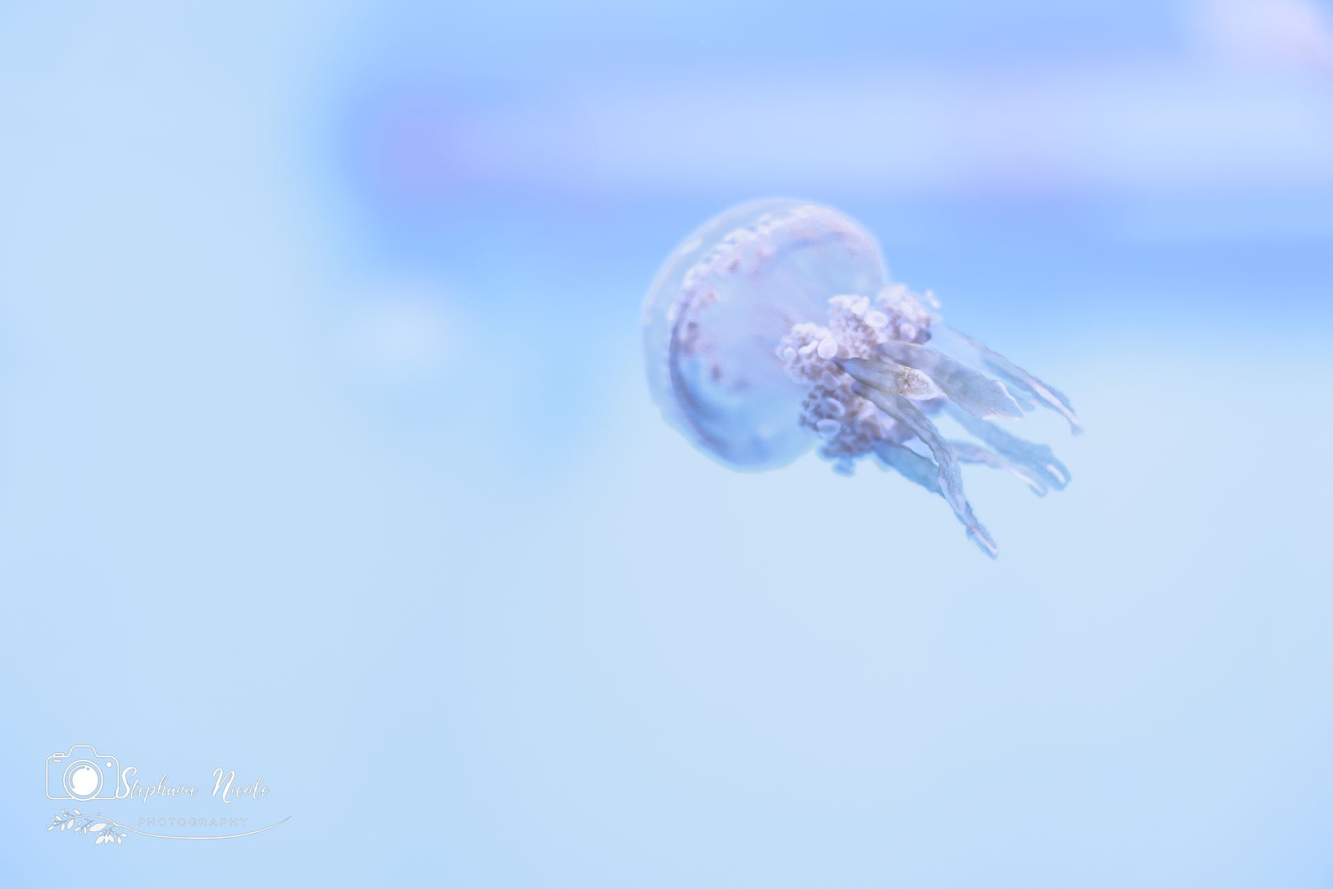 A single translucent, pale blue jellyfish drifts through clear, light blue water, showing its bell and trailing tentacles.
