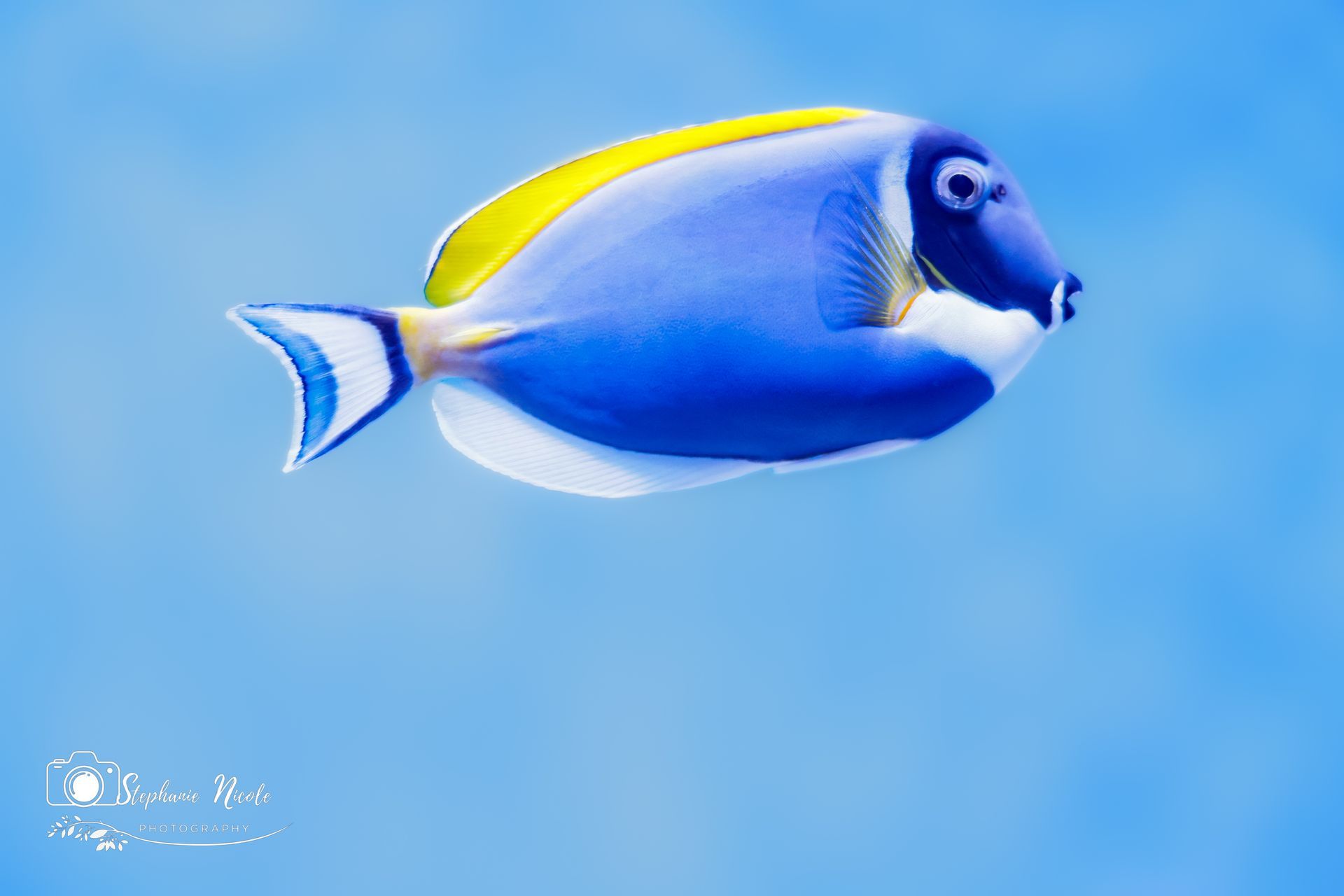 A powder blue tang with a bright yellow dorsal fin and white-tipped tail fins swimming against a light blue background.