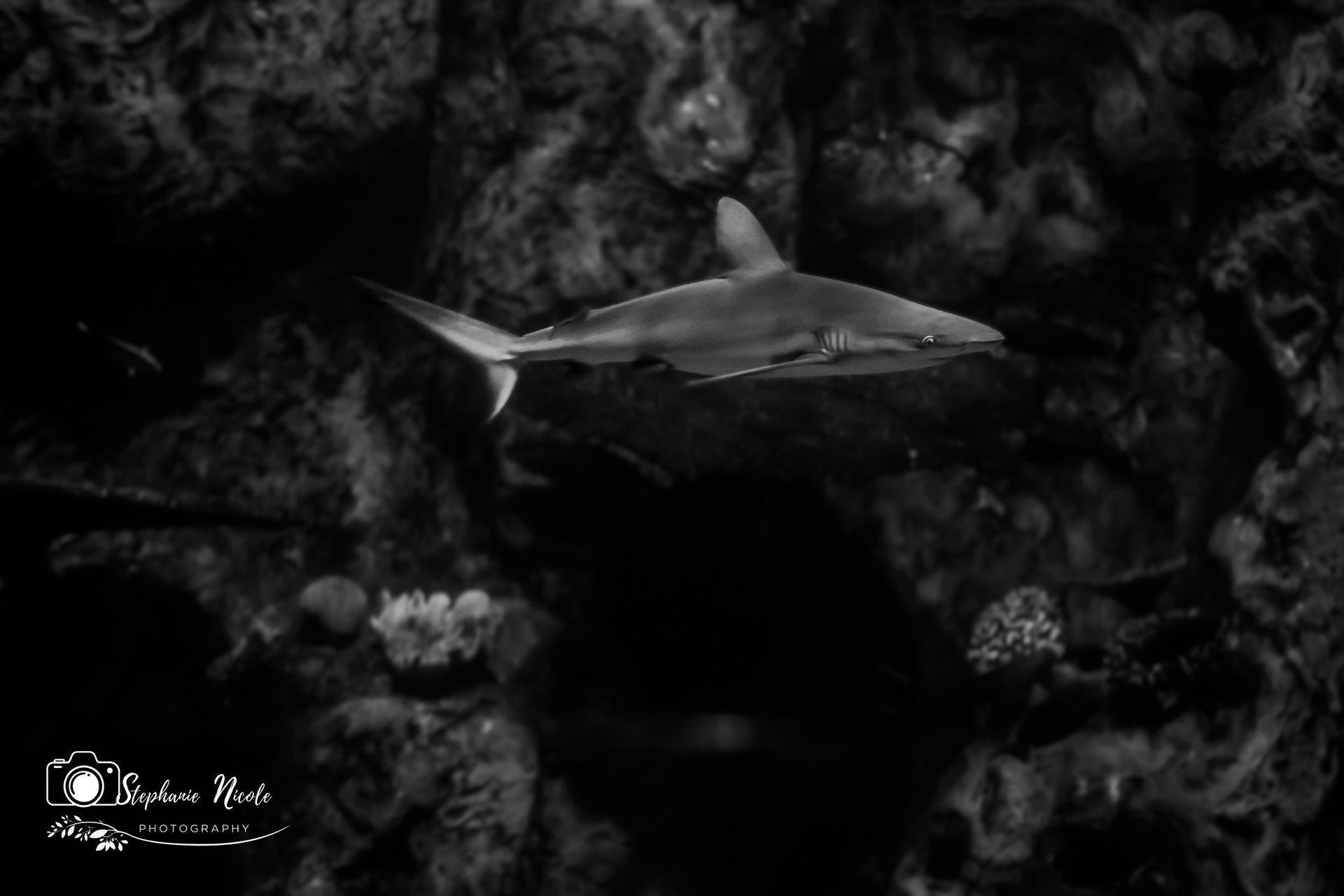 A black-and-white photo of a shark swimming in deep, dark waters near a rocky or coral-filled background.