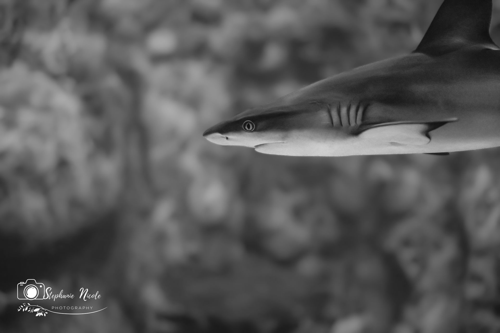 A black and white side-profile close-up of a shark swimming in front of a blurred, textured background.
