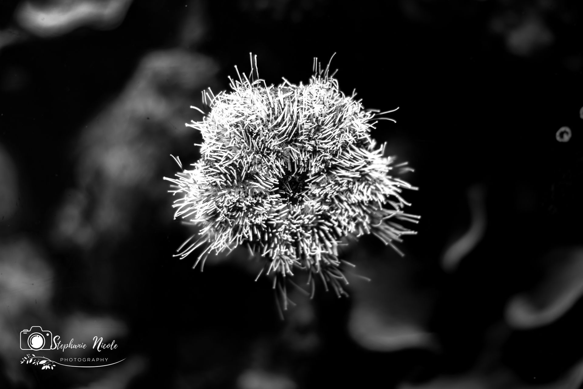 A high-contrast black and white macro photograph of a textured, star-shaped flower blossom set against a dark background.