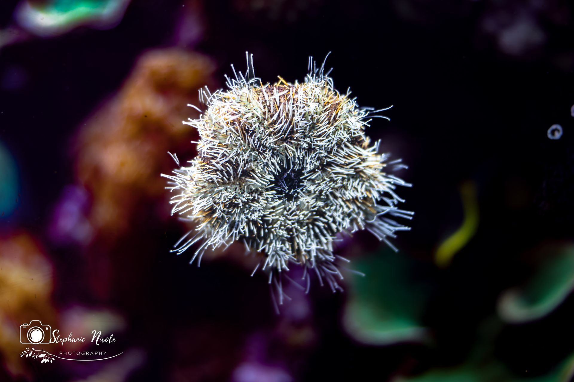 A top-down view of a small, spiky sea urchin with light, textured spines against a blurred, dark underwater background.