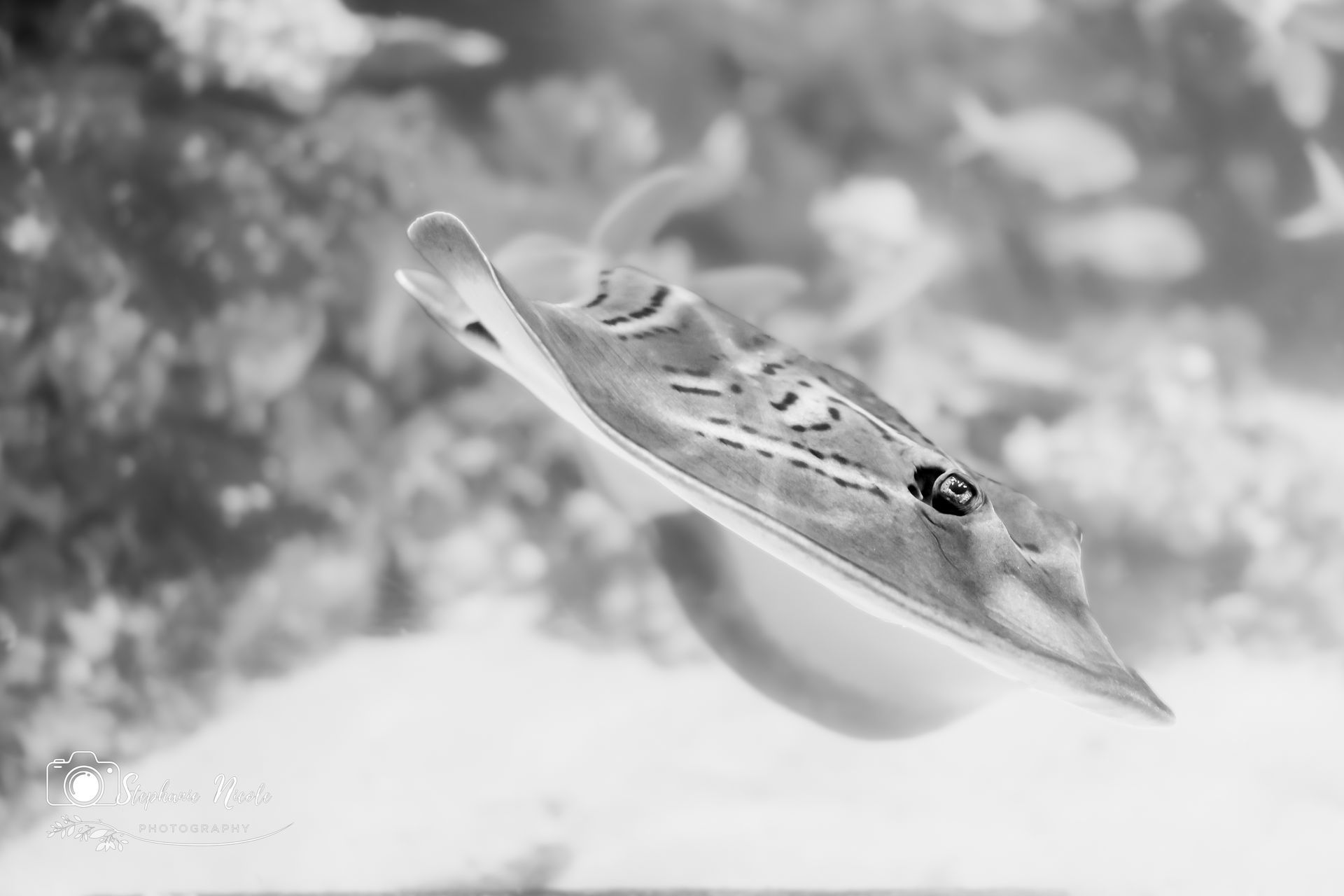 A black and white close-up of a ray swimming through water with a blurry, textured reef background.