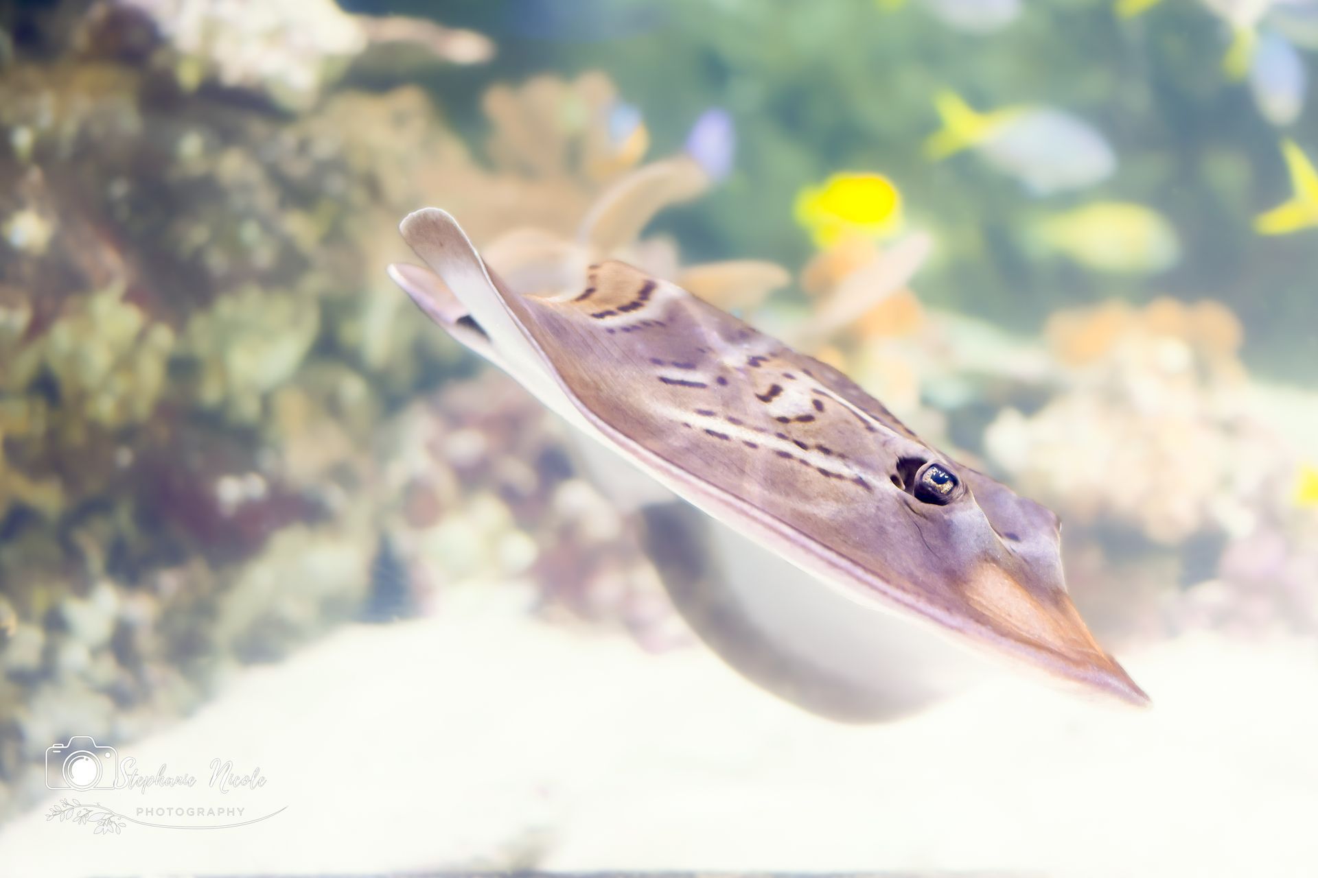 A brown, patterned guitarfish swims through clear water above a sandy sea floor with colorful coral and fish nearby.