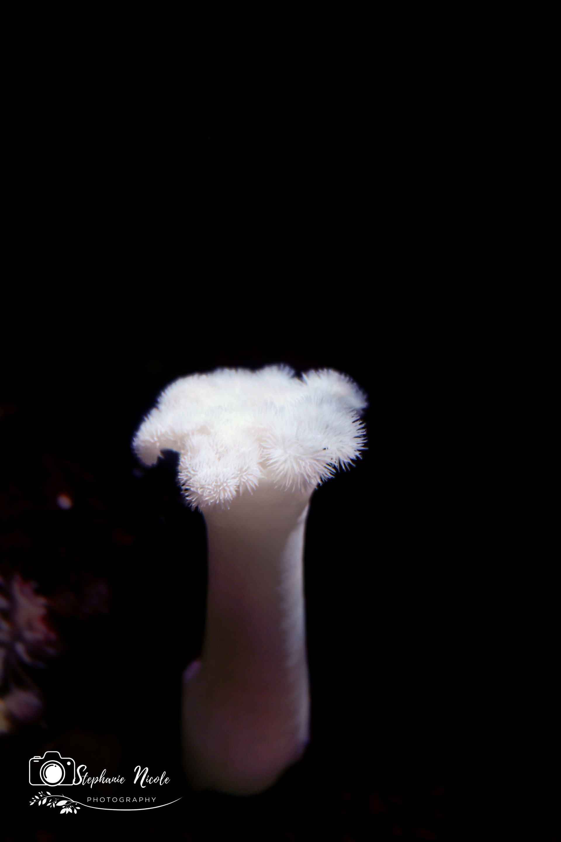 A solitary, white sea anemone with feathery tentacles stands against a pitch-black background.