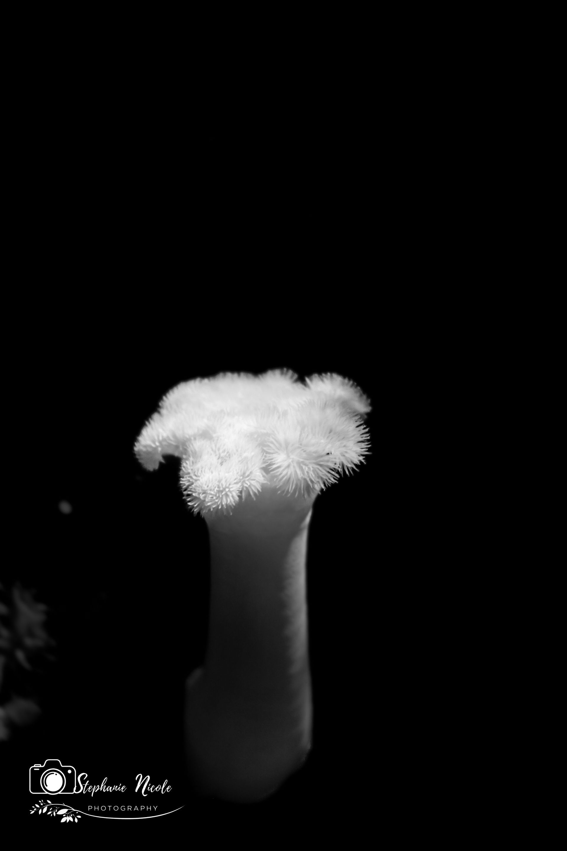 A black-and-white, close-up shot of an underwater sea anemone with a stalked body and ruffled, feathery tentacles.