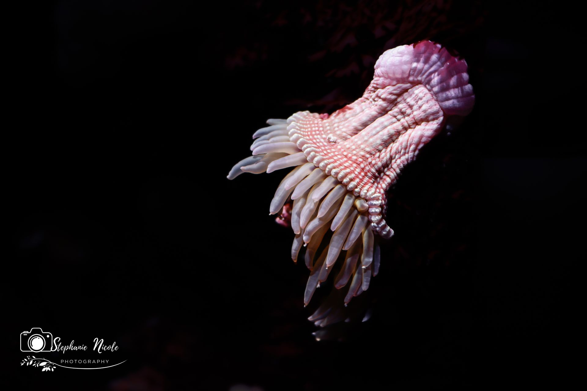 A pink, fleshy sea anemone floats against a stark black background, its many tentacles trailing downward.