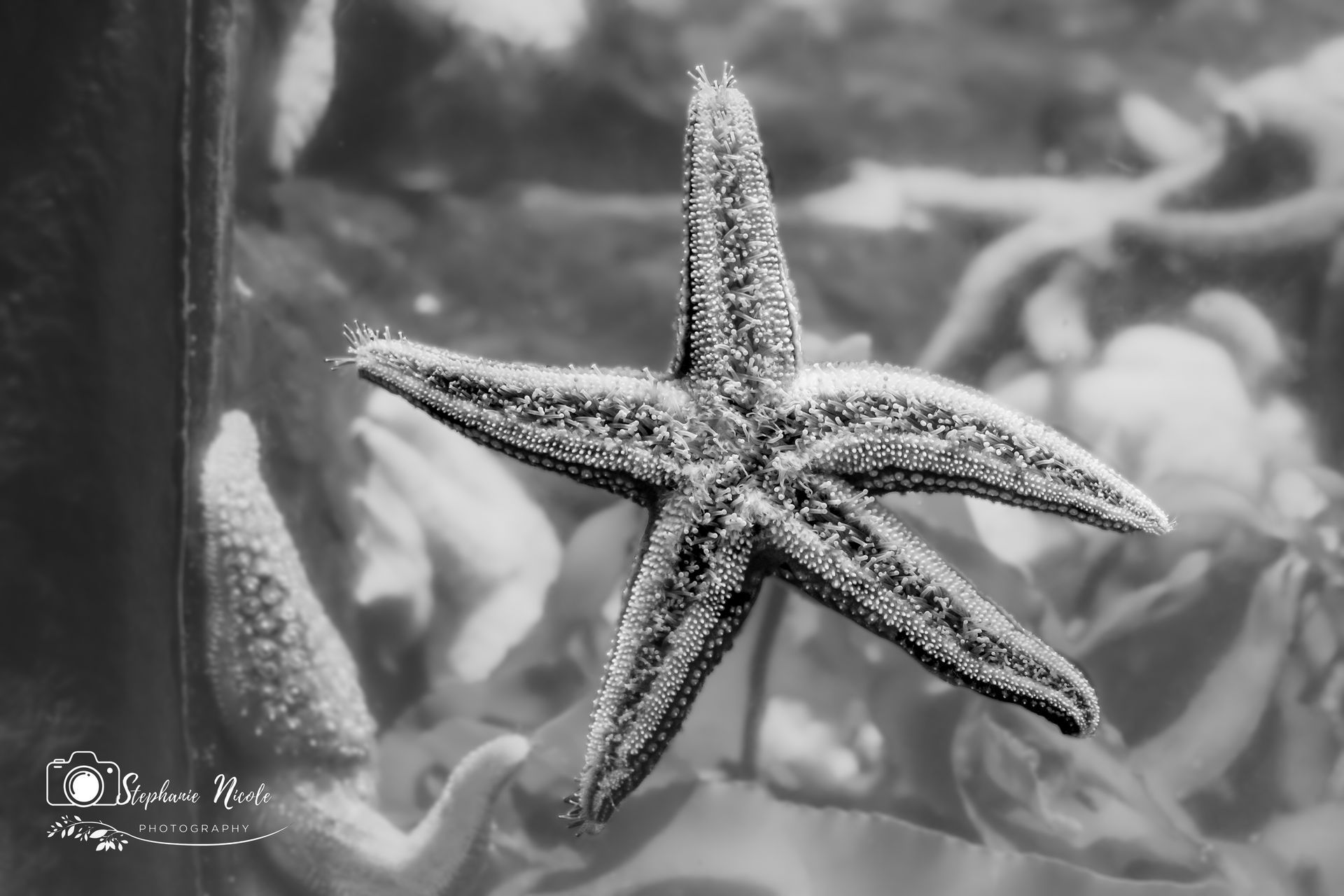 A starfish clinging to a glass aquarium wall, captured in black and white.