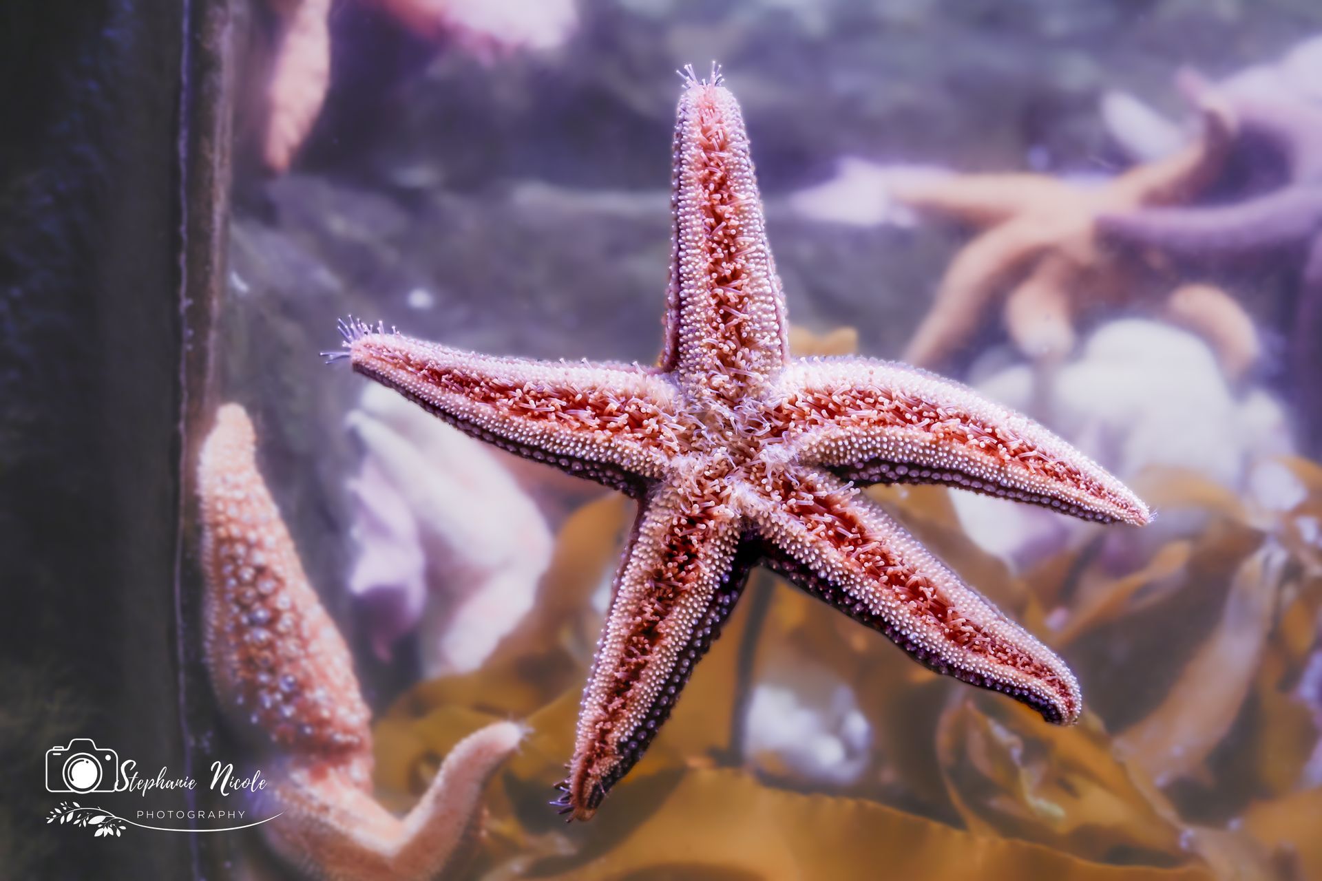 A red sea star clings to the glass of an aquarium tank, with other starfish and brown seaweed visible in the background.